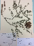  ( - NZANG006)  @11 [ ] Copyright (2016) CEC Gemmill University of Waikato