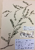  ( - NZANG007)  @11 [ ] Copyright (2016) CEC Gemmill University of Waikato