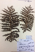  (Cyathea kermadecensis - NZANG036)  @11 [ ] Copyright (2016) CEC Gemmill University of Waikato