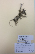  ( - NZANG107)  @11 [ ] Copyright (2016) Chrissen EC Gemmill University of Waikato