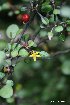  (Corokia cotoneaster - NZANG185)  @11 [ ] Copyright (2040) Chrissen EC Gemmill University fo Waikato