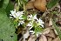  (Scaevola gracilis - NZANG217)  @11 [ ] Copyright (2072) Chrissen EC Gemmill University fo Waikato