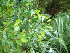  ( - NZANG226)  @11 [ ] Copyright (2081) Chrissen EC Gemmill University fo Waikato