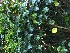  (Vitex lucens - NZANG227)  @11 [ ] Copyright (2082) Chrissen EC Gemmill University fo Waikato