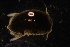  (Sphaeroma - PIL02)  @13 [ ] Copyright (2013) Ian Hogg University of Waikato