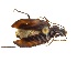  (Platynus macropterus - NZAC04162409)  @11 [ ] CreativeCommons  Attribution (by) (2018) Unspecified Landcare Research, Auckland
