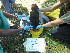  (Terathopius - NZG297)  @11 [ ] CreativeCommons  Attribution Share-Alike (by-sa) (2014) National Zoological Gardens of South Africa (NZG) National Zoological Gardens of South Africa (NZG)