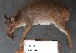  (Philantomba - NZG435)  @11 [ ] CreativeCommons - Attribution Share-Alike (2019) Unspecified National Zoological Gardens of South Africa