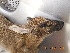  ( - NZG444)  @11 [ ] CreativeCommons  Attribution Share-Alike (by-sa) (2014) National Zoological Gardens of South Africa (NZG) National Zoological Gardens of South Africa (NZG)