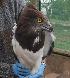  ( - NZG486)  @11 [ ] CreativeCommons - Attribution Share-Alike (2019) Unspecified National Zoological Gardens of South Africa