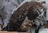  ( - NZG487)  @11 [ ] CreativeCommons - Attribution Share-Alike (2019) Unspecified National Zoological Gardens of South Africa