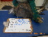  ( - NZG519)  @11 [ ] CreativeCommons  Attribution Share-Alike (by-sa) (2014) National Zoological Gardens of South Africa (NZG) National Zoological Gardens of South Africa (NZG)