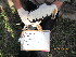  (Gypohierax - NZG480)  @11 [ ] CreativeCommons  Attribution Share-Alike (by-sa) (2014) National Zoological Gardens of South Africa (NZG) National Zoological Gardens of South Africa (NZG)