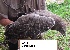  (Polemaetus - NZG481)  @11 [ ] CreativeCommons - Attribution Share-Alike (2019) Unspecified National Zoological Gardens of South Africa