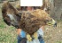  ( - NZG484)  @11 [ ] CreativeCommons - Attribution Share-Alike (2019) Unspecified National Zoological Gardens of South Africa