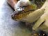  (Malayopython - NZG611)  @11 [ ] CreativeCommons - Attribution Share-Alike (2019) Unspecified National Zoological Gardens of South Africa