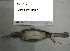  (Lophoceros nasutus - NZG635)  @11 [ ] CreativeCommons - Attribution Share-Alike (2019) Unspecified National Zoological Gardens of South Africa