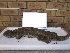  (Varanus exanthematicus - NZG312)  @11 [ ] CreativeCommons - Attribution Share-Alike (2019) Unspecified National Zoological Gardens of South Africa