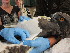  ( - NZG332)  @11 [ ] CreativeCommons  Attribution Share-Alike (by-sa) (2014) National Zoological Gardens of South Africa (NZG) National Zoological Gardens of South Africa (NZG)