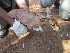  (Raphicerus campestris - NZG422)  @11 [ ] CreativeCommons  Attribution Share-Alike (by-sa) (2014) National Zoological Gardens of South Africa (NZG) National Zoological Gardens of South Africa (NZG)