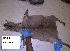 ( - NZG812)  @11 [ ] CreativeCommons - Attribution Share-Alike (2019) Unspecified National Zoological Gardens of South Africa