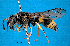  (Ancistrocerus gazella - NZAC04032435)  @14 [ ] Unspecified (default): All Rights Reserved  Unspecified Unspecified