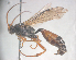  (Ichneumon promissorius - NZAC04034056)  @13 [ ] Unspecified (default): All Rights Reserved  CreativeCommons - Attribution Non-Commercial Share-Alike Unspecified
