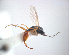  (Fustiserphus spNZ2 - NZAC04033523)  @11 [ ] Unspecified (default): All Rights Reserved  Unspecified Unspecified