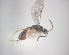  (Barycnellus conlisus - NZAC04037919)  @12 [ ] Unspecified (default): All Rights Reserved  CreativeCommons - Attribution Non-Commercial Share-Alike Unspecified