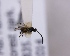  (Dolichogenidea tasmanica - NZAC04099306)  @12 [ ] CreativeCommons - Attribution Non-Commercial Share-Alike (2015) D Ward NZAC
