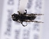  (Nesocolletes monticola - NZAC04099968)  @12 [ ] CreativeCommons - Attribution Non-Commercial Share-Alike (2015) D Ward NZAC