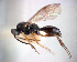  (Oxyserphus spNZ1 - NZAC04036861)  @11 [ ] Unspecified (default): All Rights Reserved  Unspecified Unspecified