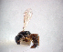  (Sierola sp. NZ2 - NZAC04037886)  @11 [ ] Unspecified (default): All Rights Reserved  Unspecified Unspecified