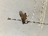  ( - NZCA04181617)  @12 [ ] CreativeCommons - Attribution Share-Alike (2018) Unspecified Landcare Research, New Zealand Arthropod Collection