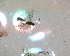  ( - NZAC03030183)  @11 [ ] No Rights Reserved (2020) Unspecified Landcare Research, New Zealand Arthropod Collection