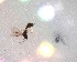  ( - NZAC03030222)  @11 [ ] No Rights Reserved (2020) Unspecified Landcare Research, New Zealand Arthropod Collection