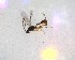  ( - NZAC03030227)  @11 [ ] No Rights Reserved (2020) Unspecified Landcare Research, New Zealand Arthropod Collection