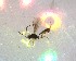  ( - NZAC03030239)  @11 [ ] No Rights Reserved (2020) Unspecified Landcare Research, New Zealand Arthropod Collection