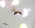  (Barycnellus robustus - NZAC03030273)  @11 [ ] No Rights Reserved (2020) Unspecified Landcare Research, New Zealand Arthropod Collection