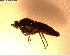  (Anabarhynchus completus - NZAC03027950)  @11 [ ] No Rights Reserved (2022) Unspecified Landcare Research, New Zealand Arthropod Collection