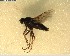  (Anabarhynchus nebulosus - NZAC03027952)  @11 [ ] No Rights Reserved (2022) Unspecified Landcare Research, New Zealand Arthropod Collection