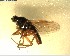  (Anabarhynchus aureosericeus - NZAC03028040)  @11 [ ] No Rights Reserved (2022) Unspecified Landcare Research, New Zealand Arthropod Collection