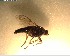  (Anabarhynchus innotatus - NZAC03028282)  @11 [ ] No Rights Reserved (2022) Unspecified Landcare Research, New Zealand Arthropod Collection