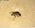  (Melanum neozelandicum - NZAC03028291)  @11 [ ] No Rights Reserved (2022) Unspecified Landcare Research, New Zealand Arthropod Collection
