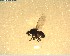  (Hydrellia enderbii - NZAC03028329)  @11 [ ] No Rights Reserved (2022) Unspecified Landcare Research, New Zealand Arthropod Collection