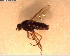  (Anabarhynchus longipennis - NZAC03028423)  @11 [ ] No Rights Reserved (2022) Unspecified Landcare Research, New Zealand Arthropod Collection
