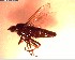  ( - NZAC03028433)  @11 [ ] No Rights Reserved (2022) Unspecified Landcare Research, New Zealand Arthropod Collection