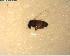  (Austrosimulium australense - NZAC03028442)  @11 [ ] No Rights Reserved (2022) Unspecified Landcare Research, New Zealand Arthropod Collection