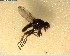  ( - NZAC03028491)  @11 [ ] No Rights Reserved (2022) Unspecified Landcare Research, New Zealand Arthropod Collection