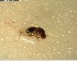  ( - NZAC03028506)  @11 [ ] No Rights Reserved (2022) Unspecified Landcare Research, New Zealand Arthropod Collection